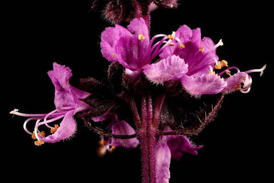 Basil (Ocimum basilicum). Inflorescence Detail Closeup