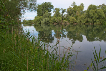 Auenwildnispfand am Rhein nahe Kehl