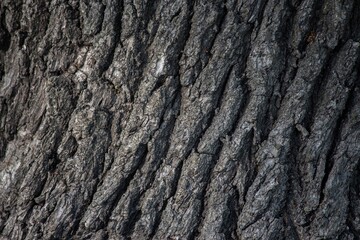 Bark of a oak tree closeup