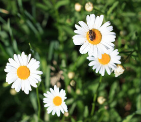 Obraz premium bee on a Daisy flower