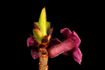 Mezereon (Daphne mezereum). Inflorescence Closeup