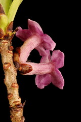 Mezereon (Daphne mezereum). Inflorescence Closeup