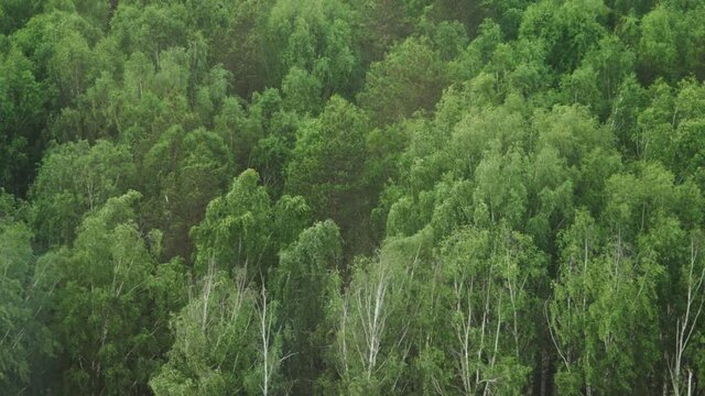 Strong wind in birch forest