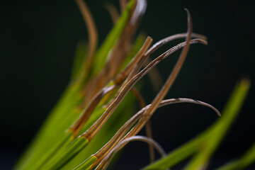 Cycas media or Australian nut palm tree leaves 