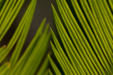 Cycas media or Australian nut palm tree leaves 