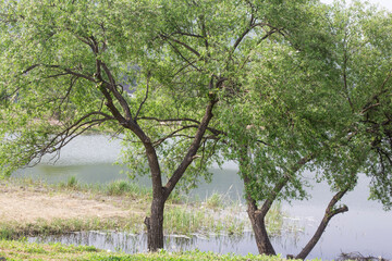 a fresh green trees on the waterside.