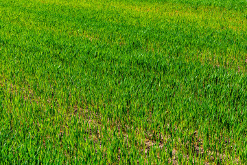 Background of the young wheat on field