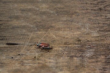 May bug on a wooden background