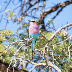Lilac-breasted Roller
