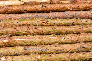 Background of the many tree logs. Wooden pattern