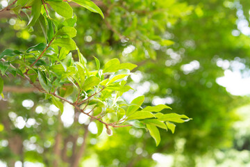 夏に生えている緑が美しい新緑