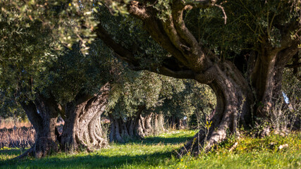 Viewpoint between two trees in a forest
