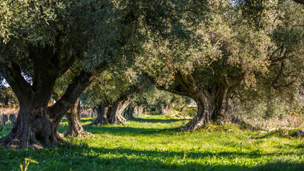 Viewpoint between two trees in a forest