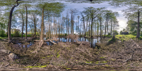 full seamless spherical hdri panorama 360 degrees angle view among tall trees forest in water of swamp in equirectangular projection, ready VR AR virtual reality content