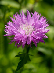 pink fluffy flower on a green background