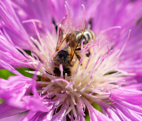 pink fluffy flower with a bee