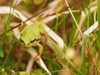 Tree frog in green grass, close up.