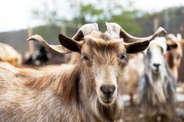 Goat with big horn in Bulgarian milkfarm for healthy and fresh dairy products.
