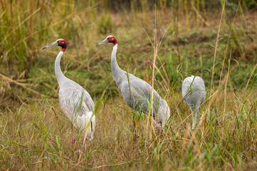 sarus crane or Grus antigone family in green background grazing in grassland of keoladeo national park or bharatpur bird sanctuary rajasthan india