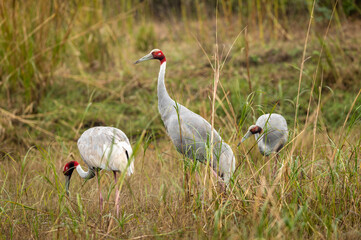 Obraz na płótnie Canvas sarus crane or Grus antigone family in green background grazing in grassland of keoladeo national park or bharatpur bird sanctuary rajasthan india