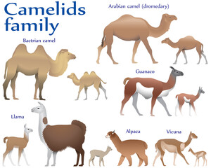 Collection of different species of mammals of camel family, adults and cubs, in colour image: bactrian camel, arabian camel (dromedary), llama, alpaca, guanaco, vicuna
