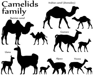 Collection of different species of mammals of camel family, adults and cubs, in silhouette: bactrian camel, arabian camel (dromedary), llama, alpaca, guanaco, vicuna