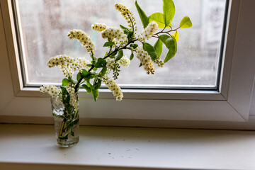 A sprig of cherry blossom with a fragrant smell of flowers and falling white petals, stands in a faceted transparent glass of water on the windowsill in the light of a Sunny sunset
