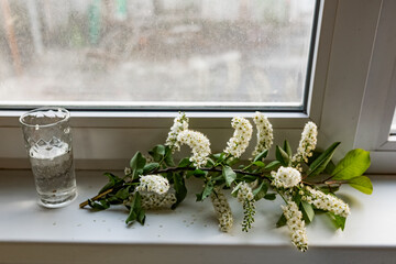 A sprig of cherry blossom with a fragrant smell of flowers and falling white petals, stands in a faceted transparent glass of water on the windowsill in the light of a Sunny sunset
