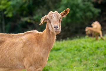 goat smiling funny portrait in nature