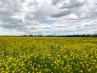 Obraz premium Floral background - field of yellow rape and sky with clouds.