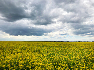 Floral background - field of yellow rape and sky with clouds.