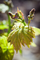 Obraz premium Vineyard path in rural south of France
