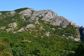 Picturesque forests in the Crimean mountains