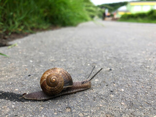 large Roman snail crossing the street 