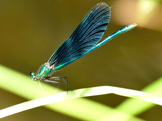 beautiful demoiselle, male dragonfly on a leaf