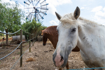 Portrait of a white horse in a farm stable, rural area in Mallorca. A brown horse and a windmill on...