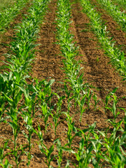 corn field with young plants