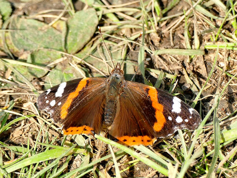 red Admiral on a meadow in Germany