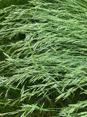 Long wet grass bent over in the wind