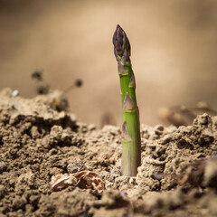 Macrophotography of asparagus in the ground