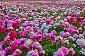 Bright summer field of blooming colorful peonies flowers.