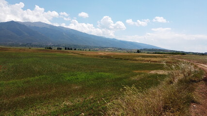Fototapeta na wymiar Shot of a grain field on a clear summer day