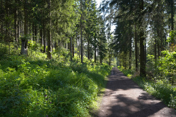 Wanderweg im Thüringer Wald