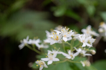 マルバウツギの花房の先端／Deutzia scabra