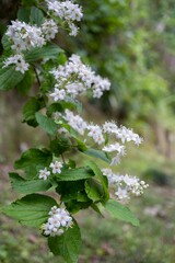 垂れ下がるマルバウツギの枝／Deutzia scabra