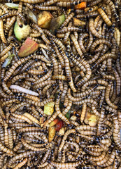 Big pile of live super worms 