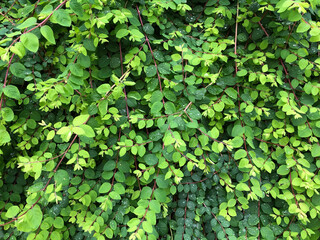 Rich green ground covering plants 