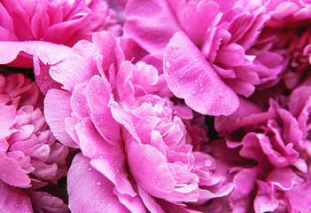 Pink peonies with drops