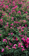 Hundreds of wild pink rose bushes