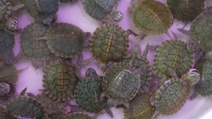 Small tortoises on pet market. From above little tortoises being kept in captivity on Chatuchak pets Market in Bangkok, Thailand.